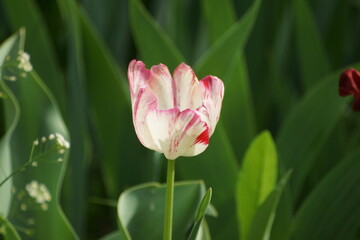 red tulip on green background