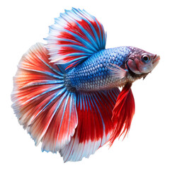 Fototapeta premium Siamese fighting fish