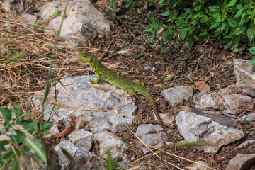 Close-up of an ocellated lizard on a footpath in Spain
