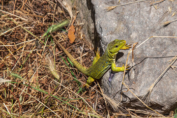 Close-up of an ocellated lizard on a footpath in Spain