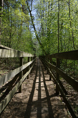 Spring around the lake, fresh greenery