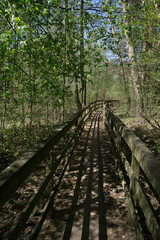 Spring around the lake, fresh greenery