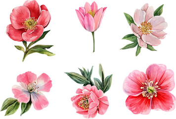 collection of flowers