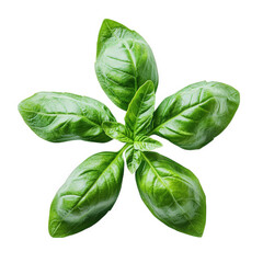Fototapeta premium fresh basil leaves arranged in a star-like pattern against a white background. highlighting their vibrant green color and smooth texture this visually appealing presentation emphasizes the herb's culi