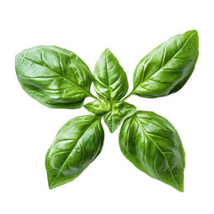 fresh basil leaves arranged in a visually appealing manner. showcasing their vibrant green color and glossy texture this herb is commonly used in cooking. particularly in mediterranean cuisine. and is