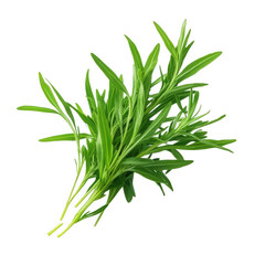 Fototapeta premium fresh bunch of tarragon. a culinary herb known for its distinctive flavor it is commonly used in cooking. particularly in french cuisine. adding a unique taste to various dishes. dressings. and sauces