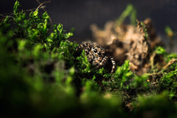Macro shot of a cute jumping spider sitting in moss.
