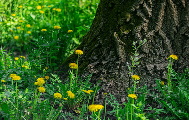 Yellow dandelions against the background of an old tree trunk.