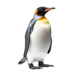 Fototapeta premium realistic illustration of a penguin. showcasing its distinctive black and white plumage. orange accents. and upright posture the penguin appears to be standing against a plain background. emphasizing