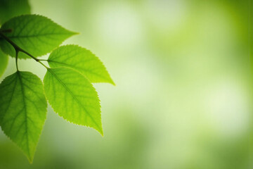 close up of a green tree with bokeh lights in the background
