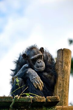 wildlife
animel
woodbence