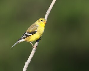 Yellow bird perched on a branch.