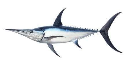 a stylized illustration of a marlin. showcasing its elongated body. pointed snout. and prominent dorsal fin. set against a plain background it is likely intended for educational or illustrative purpos