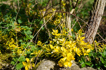 Euonymus fortunei in a wild garden landscape. Other common names are: Euonymus fortunei, the spindle, Fortune's spindle or wintercreeper