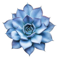 Fototapeta premium beautifully detailed. blue-hued succulent plant viewed from above. showcasing its intricate layers and symmetry the vibrant colors and smooth textures highlight the plant's aesthetic appeal. making it