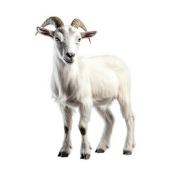 Obraz premium a young white goat stands confidently with its head slightly tilted. showcasing its distinctive curved horns and fluffy fur against a plain background the goat's playful and curious nature. making it