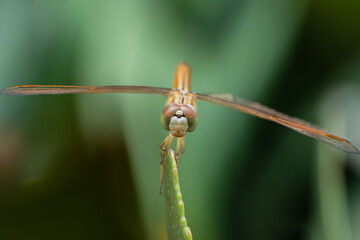 Macro shot of a dragonfly resting on the leaf and green blurred nature background.A detailed shot capturing the intricate eyes and wings of a dragonfly.Macro insect.