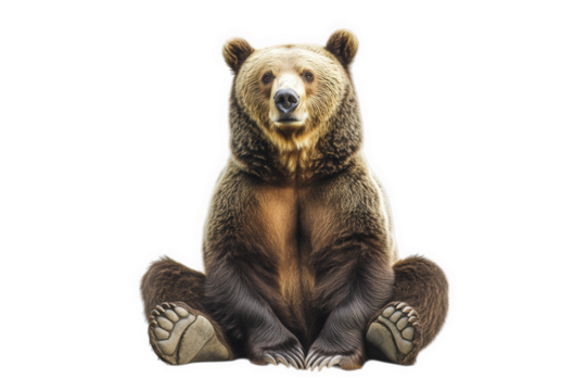 realistic depiction of a bear sitting upright with its paws visible the background is plain white. emphasizing the bear's detailed fur texture and facial expression educational. wildlife conservation.