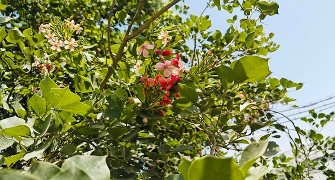combretum indicum flowers