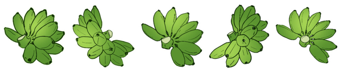 Green Banana Bunches – Tropical Herbal Fruit Illustration Set
