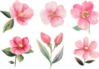 set of pink and white flowers