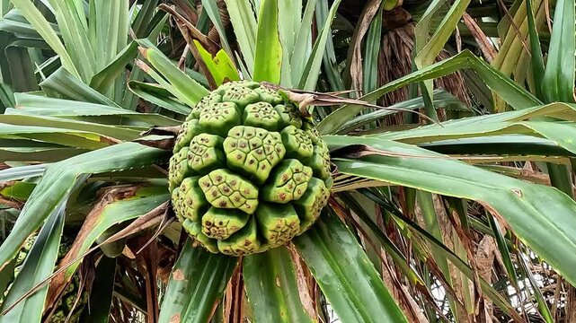 Green Fragrant Screwpine (Pandanus fascicularis, Pandanus odorifer, Pandanus tectorius) with nature background.