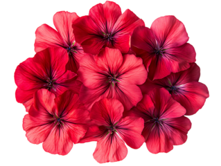 Beautiful Sweet William Flowers in Full Bloom