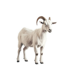 realistic depiction of a white goat with curved horns. standing against a plain background the goat's fur appears fluffy. and its expression is calm and inquisitive. making it suitable for educational