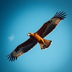 Fototapeta premium eagle in flight