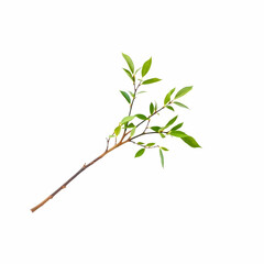 Obraz premium Single Tree Branch on White