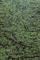 712-36 Duckweed & Sticks