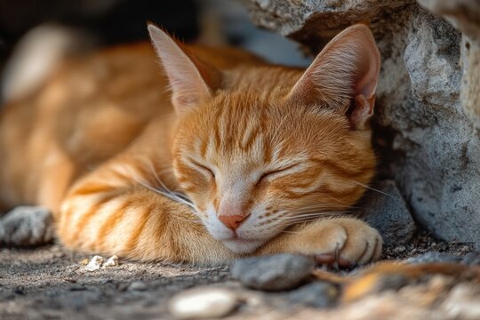 Peaceful ginger cat sleeping outdoors amid rocks