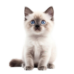 Fototapeta premium a fluffy kitten with striking blue eyes sits gracefully against a white background. showcasing its playful and curious nature essence of cuteness and innocence. making it perfect for pet-related cont