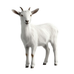 Fototapeta premium realistic 3d rendering of a cute white goat standing on a plain background its fluffy fur and expressive eyes give it a lifelike appearance. making it suitable for various applications such as educati
