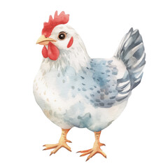 Fototapeta premium Watercolor chicken, png isolated object with transparent background. Happy farm bird. Nursery print, kids poster 