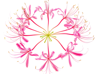 Elegant Spider Flower in Nature