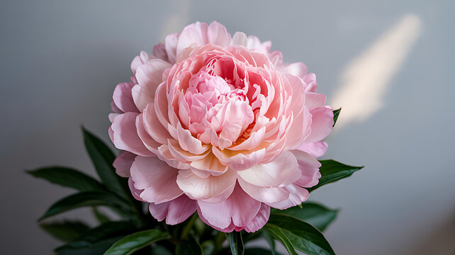 Delicate pink peony blossom bathed in soft sunlight pure elegance in nature's masterpiece