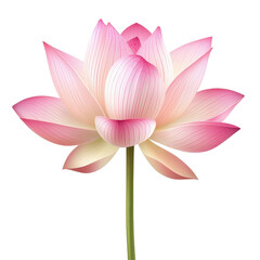 Obraz premium Beautiful pink lotus flower isolated on Transparent background with delicate petals and graceful shape, petal lotus flower isolated on PNG background