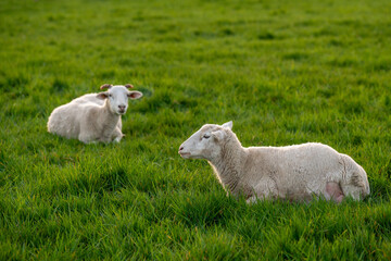 Obraz premium Two sheep lying peacefully on green grass in open air. Scene conveys tranquility, simple rural life. Perfect for themes of sustainable farming, rural comfort, pastoral landscapes.