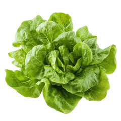 Fototapeta premium Fresh lettuce vegetable showcase on a Transparent background highlighting vibrant color and texture, Lettuce vegatable isolated on PNG background