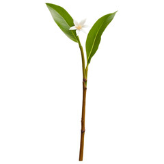 Fototapeta premium PNG Single White Champaca Stem, PNG White Flower on Stem