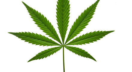 Isolated Green Cannabis Leaf on White Background Botanical Element