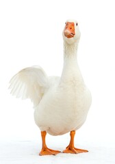 Obraz premium Goose Standing Looking at Camera on White Background
