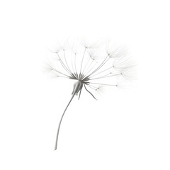Isolated close up of a white dandelion seed head with a black background showing intricate details of the flower
