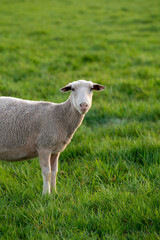 Sheep standing in meadow with green grass and looking at camera. Scene conveys peaceful, simple rural life. Perfect for themes of sustainable farming, rural coziness.