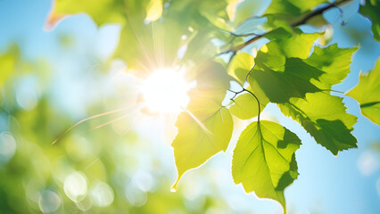 햇살,해,태양,나무,봄,네이처,여름,가을,겨울,나무,나뭇잎,식물,