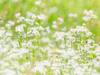 野原にハルジオンが群生している様子。日差しに輝いてぼんやりとボケた景色。明るく爽やかな野原、草原のイメージ。