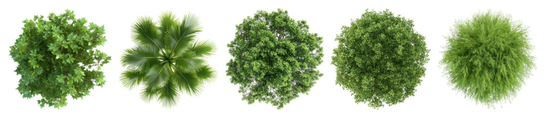 PNG Lush green plant top view, element set on transparent background