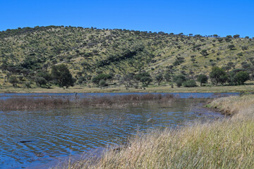 Le parc naturel Avis Dam en Namibie