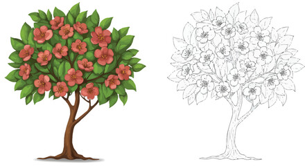 Obraz premium Flowering Tree Illustration: A vibrant illustration showcases a flowering tree with red blossoms, presented alongside a line-drawing version, perfect for coloring books, educational materials.